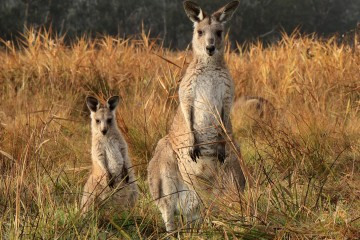 australia new zealand trip itinerary